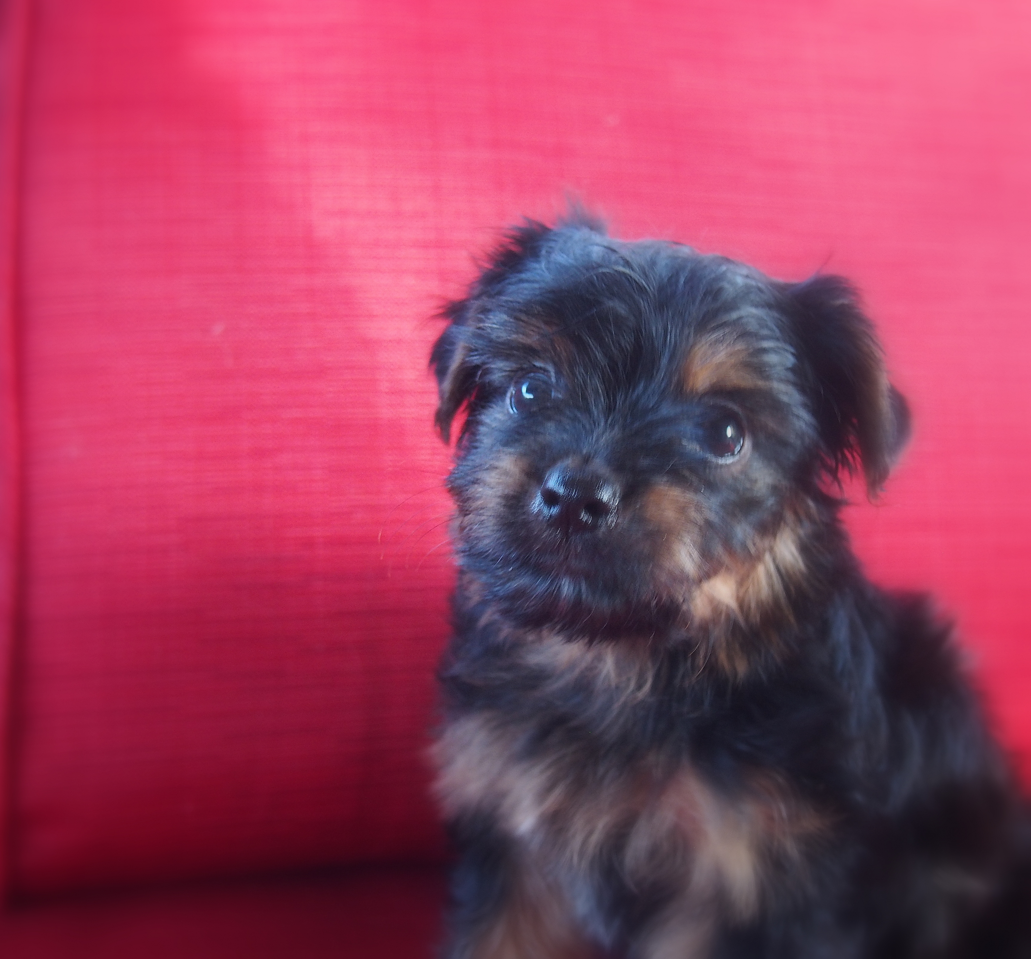 Angels Yorkies & Designer Puppies