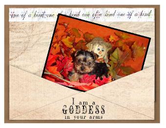 #Angels Yorkies and Designer  Puppies picture of yorkie 45244