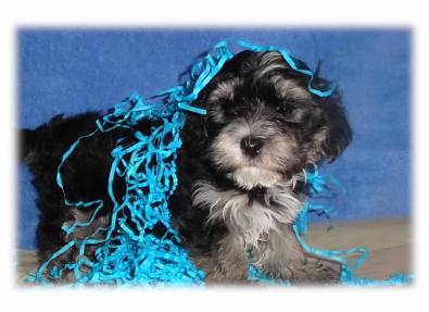 Angels Morkie puppy picture 45244
