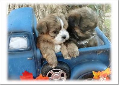 Picture of Shorkie puppies Cincinnati Ohio 45244