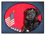 Picture yorkipoo