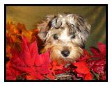 Picture of Yorkipoo puppy