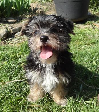 Angels Yorkies & Designer Puppies 45244 Morkie the Yard Picturee