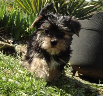 Angels Yorkies, Picture of Morkie Puppy 45244