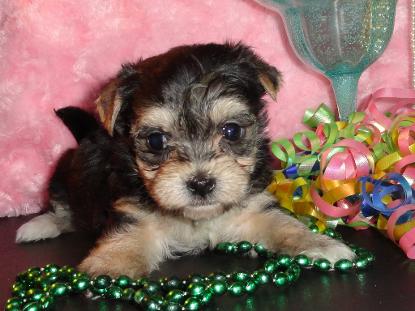 Angel's Yorkies & Designer Puppies 45244 Female Morkie Puppy