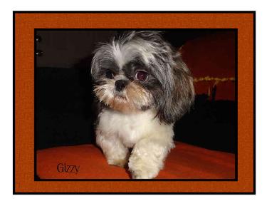 # SHIH-TZU Stud Gizzy