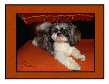  Picture Gizzy, SHIH-TZU Stud Service Dog