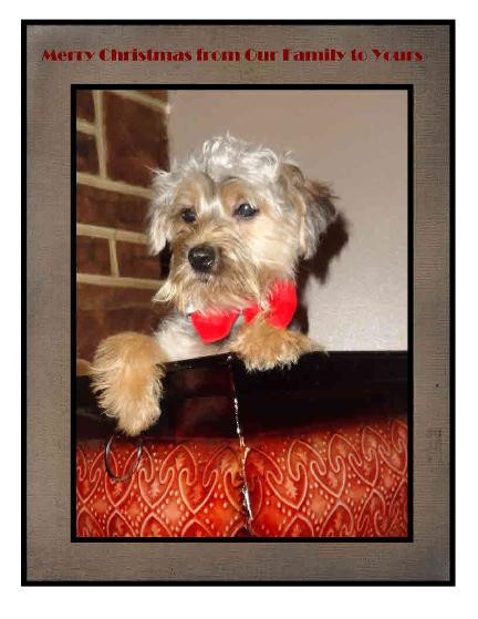  Designer yorkipoo pictures