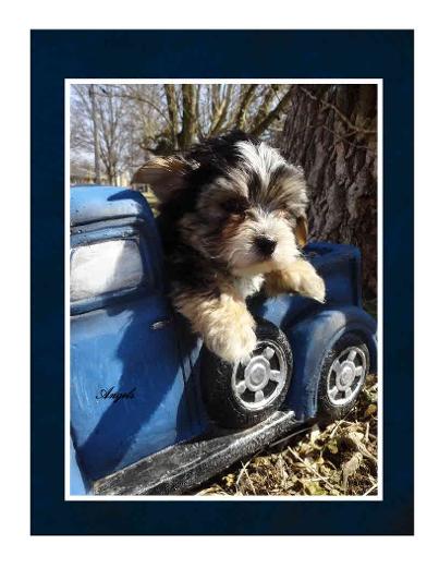 Angels yorkies and designer puppies 45244 Morkie in Truck picture