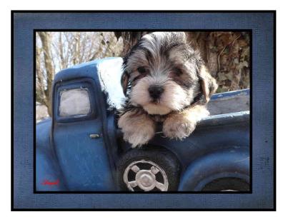 Angels yorkies and Designer Puppies 45244 Morkie Picture
