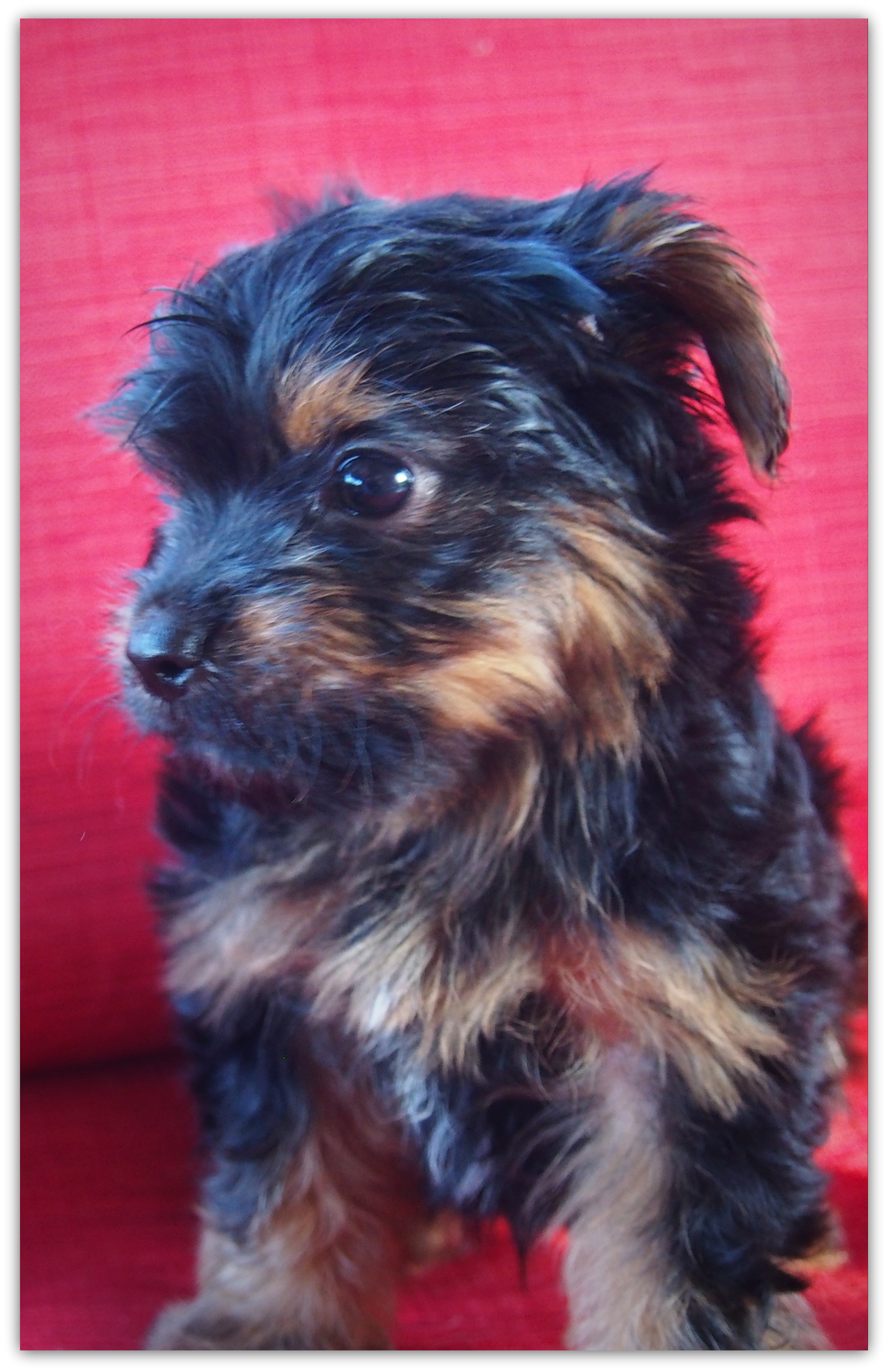 housebreaking a yorkie in 5 days yorkies designer puppies yorkie nursery housebreaking a yorkie in 5 days yorkies designer puppies yorkie nursery