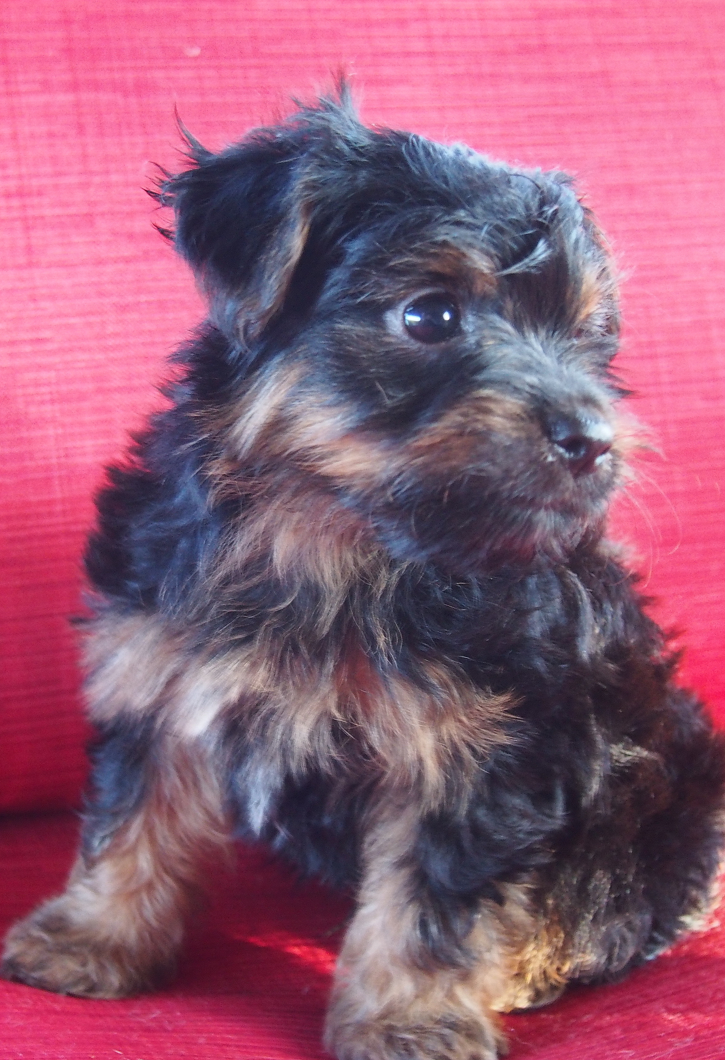 housebreaking a yorkie in 5 days yorkies designer puppies yorkie nursery housebreaking a yorkie in 5 days yorkies designer puppies yorkie nursery