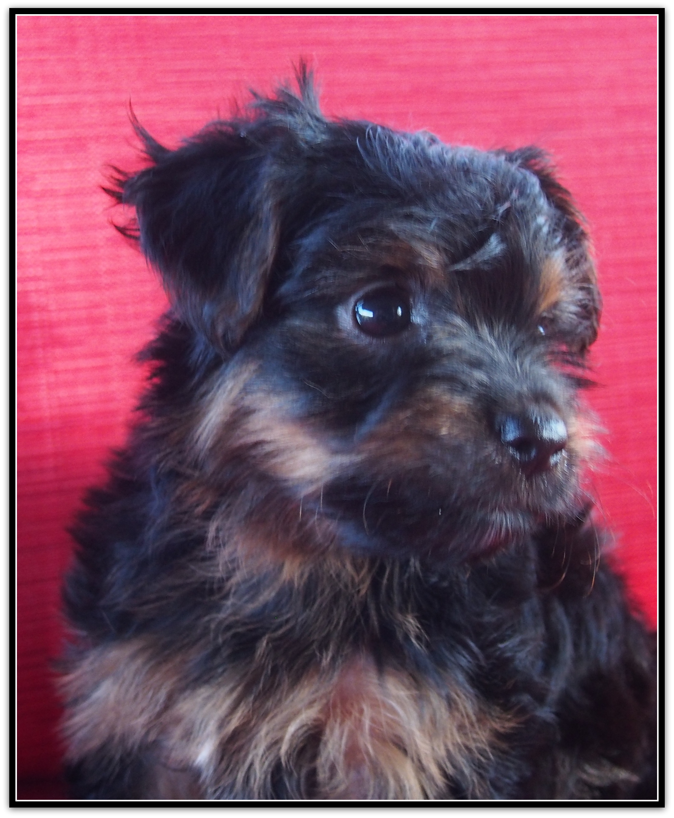 housebreaking a yorkie in 5 days yorkies designer puppies yorkie nursery housebreaking a yorkie in 5 days yorkies designer puppies yorkie nursery