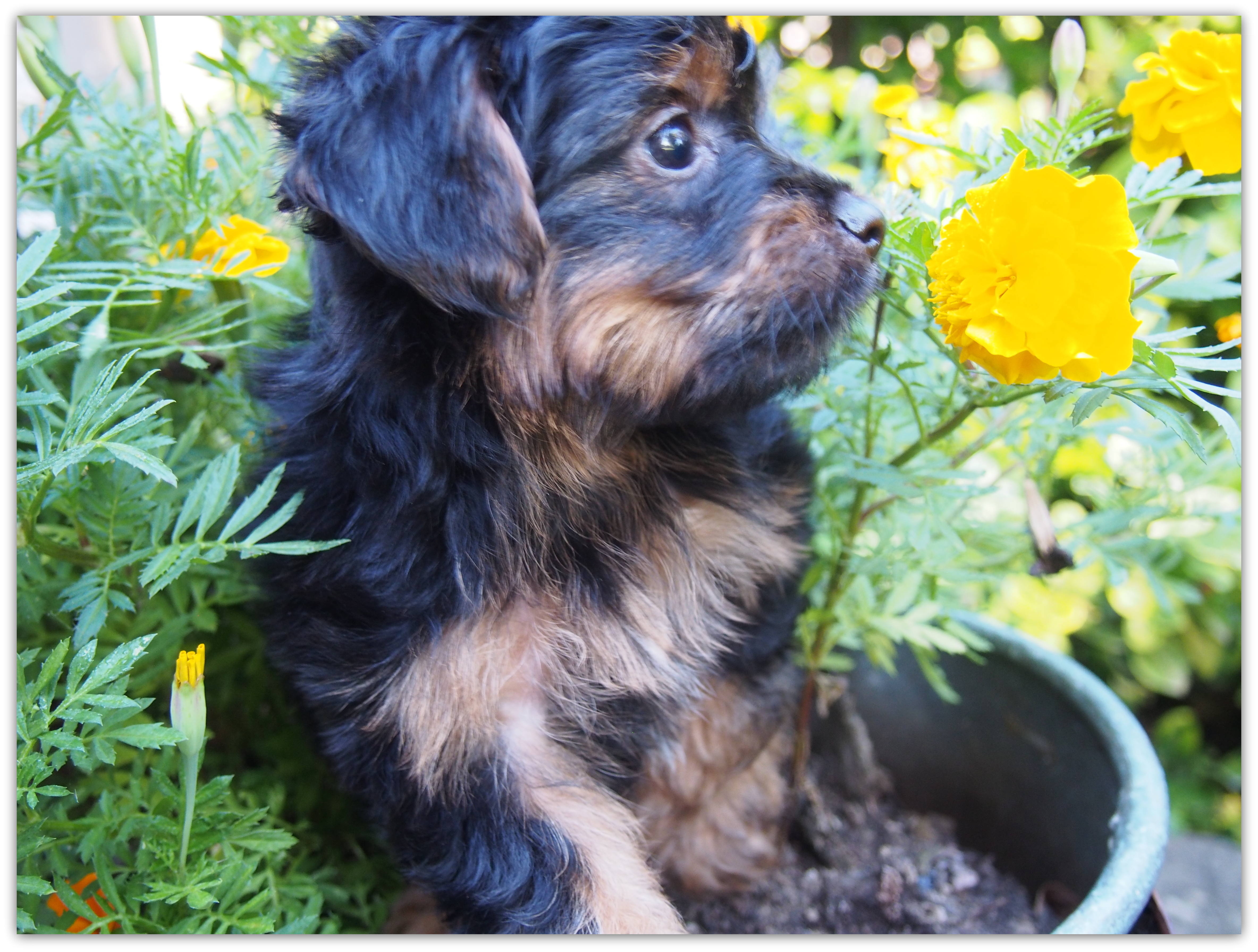 housebreaking a yorkie in 5 days yorkies designer puppies yorkie nursery housebreaking a yorkie in 5 days yorkies designer puppies yorkie nursery