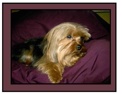 #picture Angels  Yorkies & Designer Puppies 45244 Male Yorkie Stud