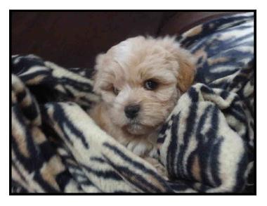 Picture of a Shih-poo puppy Cincinnati Ohio