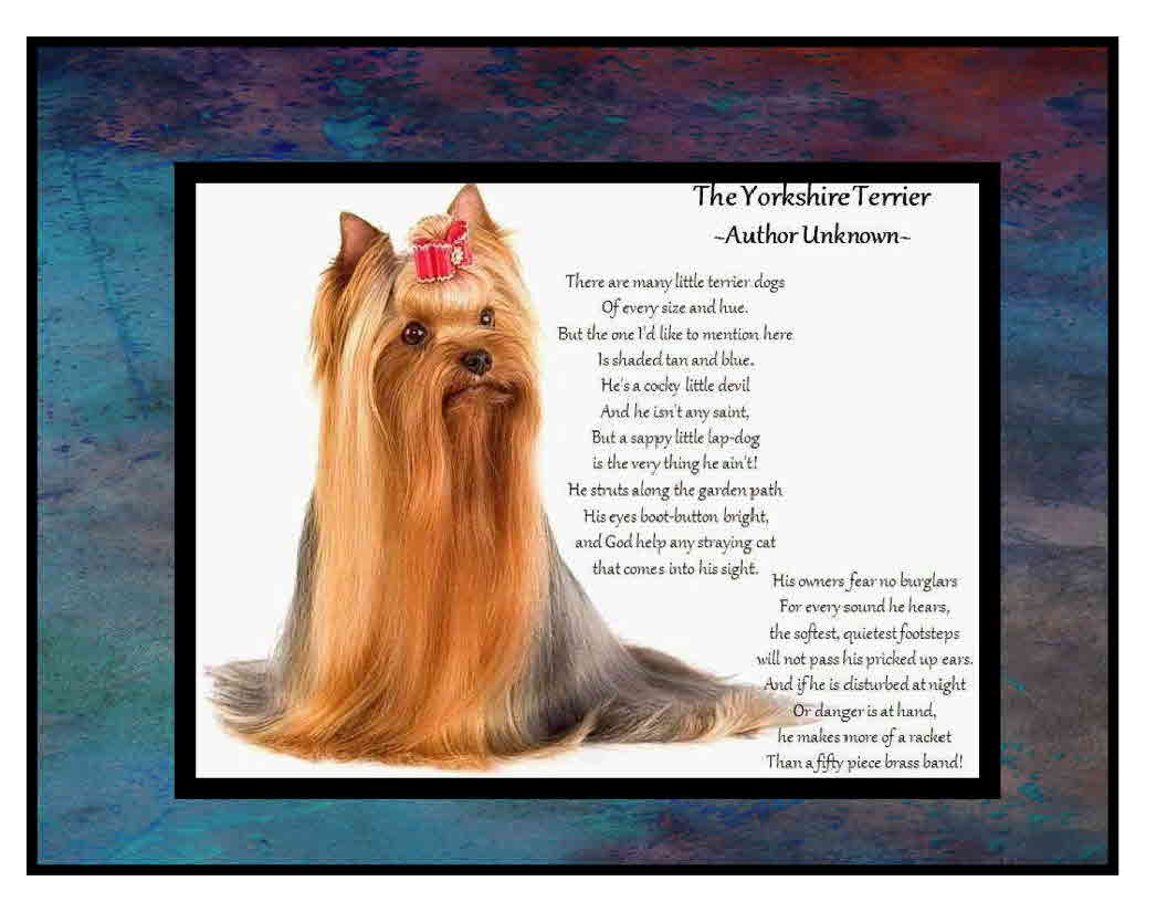 Angels Yorkies & Designer puppies poems 45244 The Yorkshire Terrier