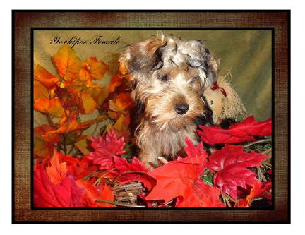 # Hybrid Yorkipoo Puppy at Angels Yorkies & Designer Puppies