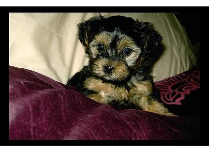 Angels Designer Yorkipoo puppy picture