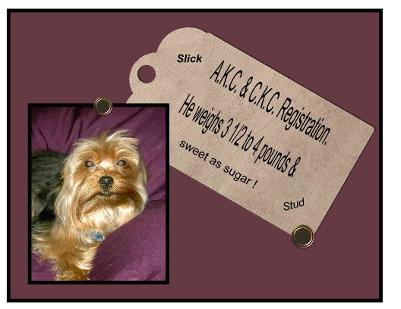 picture Angels Yorkies & Desinger Puppies 45244 Male Yorkie Stud Slick