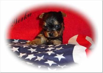 Angels Yorkies & Designer Puppies 45244 Yorkie Puppy with paw on flag