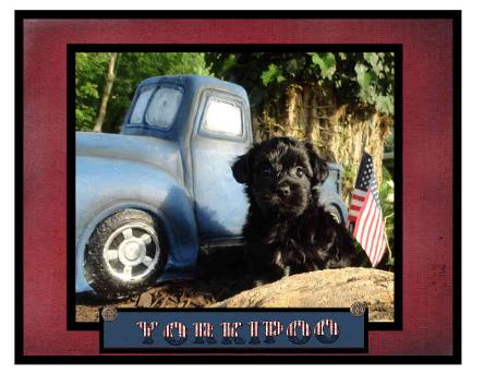  Designer Yorkipoo Black puppy 45244