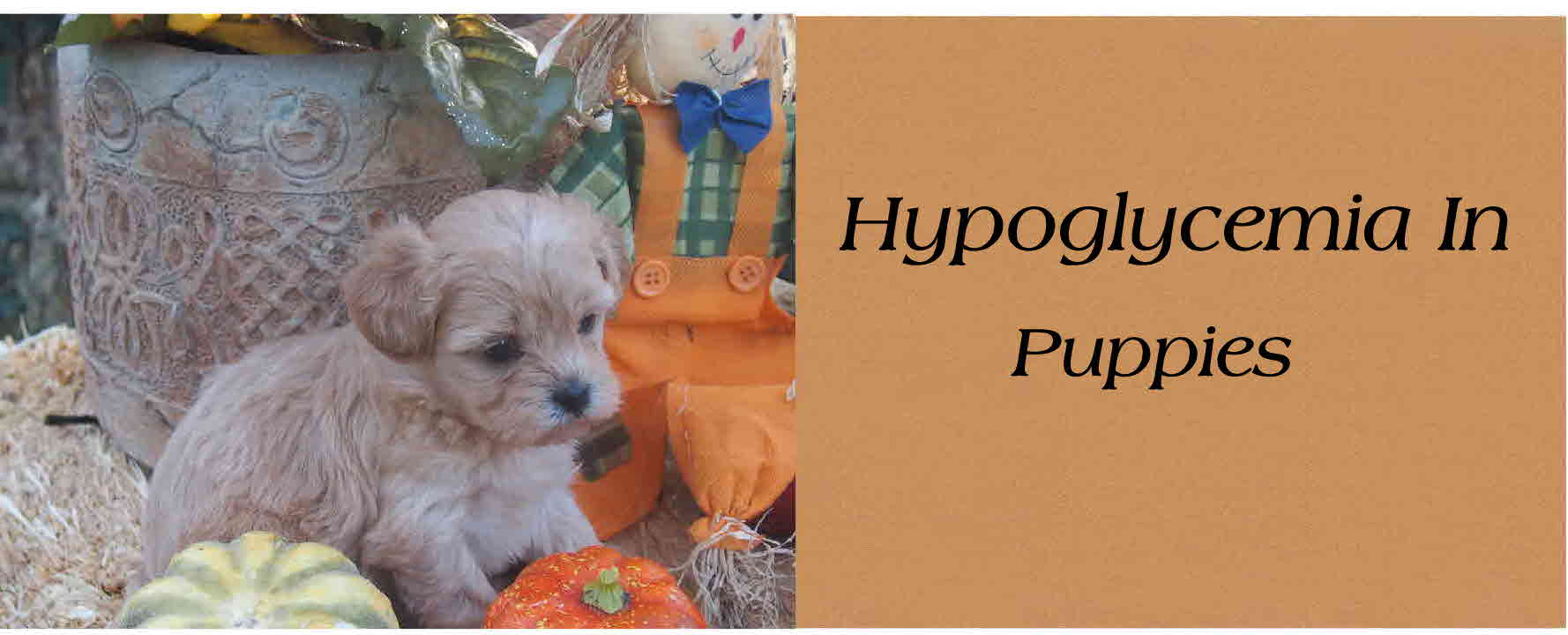 How Do You Know If Your Yorkie Is Hypoglycemic
